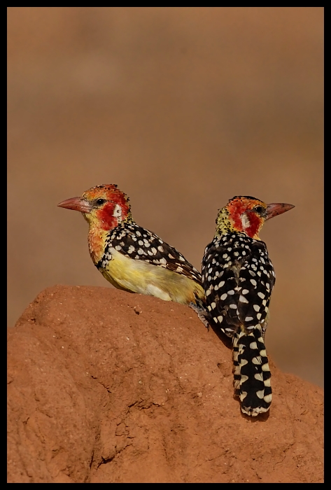 Brodal Czerwonouchy Ptaki ptaki Nikon D200 Sigma APO 500mm f/4.5 DG/HSM Kenia 0 ptak fauna dziób dzikiej przyrody zięba pióro coraciiformes piciformes