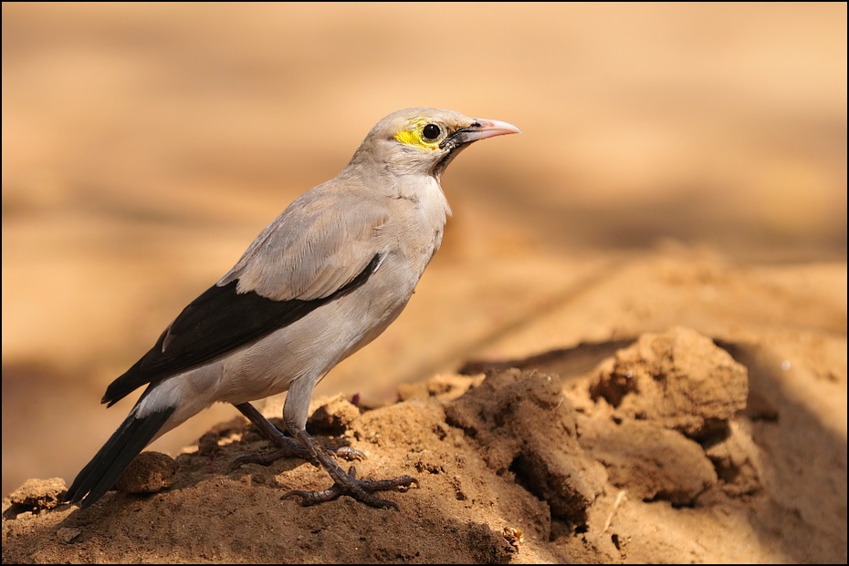  Szpak ozdobny Ptaki Nikon D300 Sigma APO 500mm f/4.5 DG/HSM Etiopia 0 ptak fauna dziób ekosystem dzikiej przyrody skowronek organizm zięba ptak przysiadujący słowik