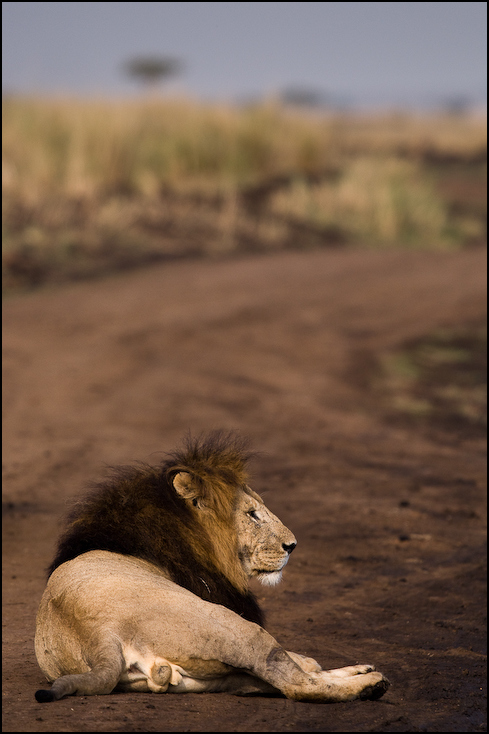  Lew Zwierzęta Nikon D300 Sigma APO 500mm f/4.5 DG/HSM Kenia 0 dzikiej przyrody ssak fauna duże koty safari masajski lew niebo kot jak ssak pysk