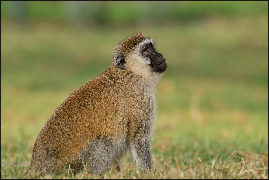  Pawian Zwierzęta Nikon D300 Sigma APO 500mm f/4.5 DG/HSM Kenia 0 fauna ssak dzikiej przyrody zwierzę lądowe prymas stary świat małpa organizm nowa małpa świata pysk safari
