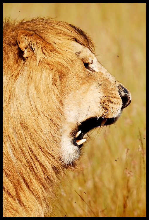  Lew Przyroda lew ssaki kenia lwy Nikon D200 Sigma APO 500mm f/4.5 DG/HSM Kenia 0 dzikiej przyrody fauna zwierzę lądowe ssak masajski lew wąsy grzywa sawanna oko