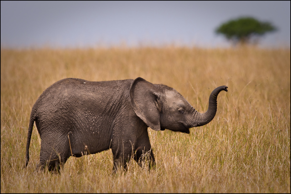  Młody słoń Zwierzęta Nikon D300 Sigma APO 500mm f/4.5 DG/HSM Kenia 0 słonie i mamuty dzikiej przyrody zwierzę lądowe łąka słoń indyjski fauna ssak ekosystem Słoń afrykański