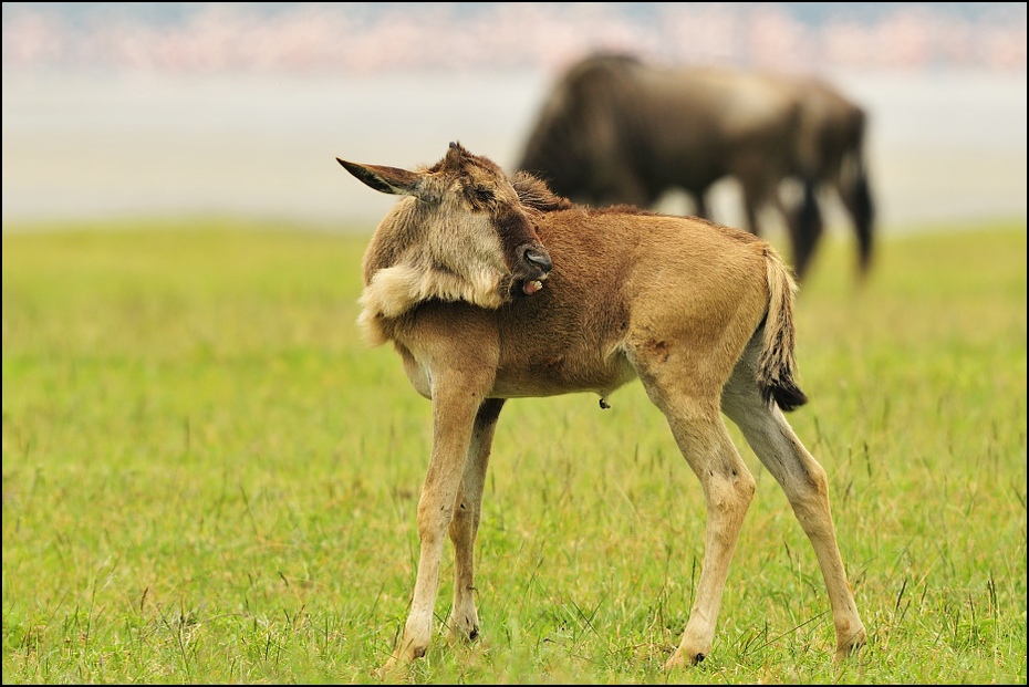  Cielak GNU Zwierzęta Nikon D300 Sigma APO 500mm f/4.5 DG/HSM Tanzania 0 dzikiej przyrody łąka fauna ekosystem pastwisko zwierzę lądowe pasący się trawa preria ecoregion