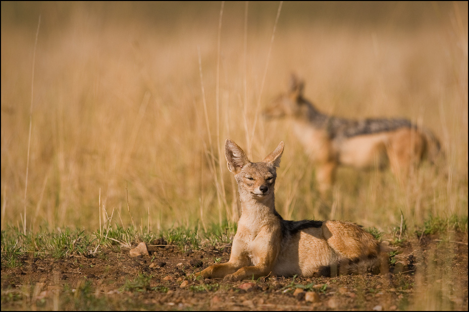  Szakale Zwierzęta Nikon D300 Sigma APO 500mm f/4.5 DG/HSM Kenia 0 dzikiej przyrody szakal fauna ssak ekosystem łąka pustynia preria trawa sawanna