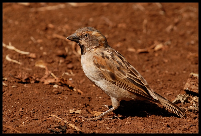  Wróbel rdzawy Ptaki wróbel ptaki Nikon D200 Sigma APO 500mm f/4.5 DG/HSM Kenia 0 ptak fauna dziób skowronek dzikiej przyrody ptak przysiadujący organizm zięba