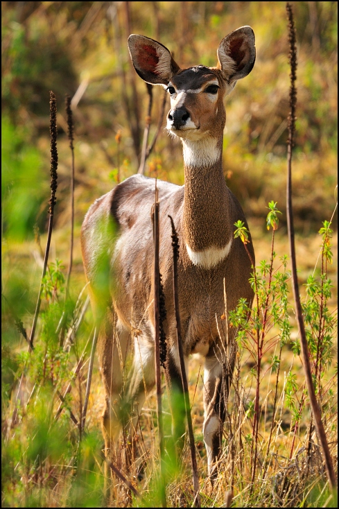  Antylopa Zwierzęta Bohor Reedbuck Nikon D300 Sigma APO 500mm f/4.5 DG/HSM Etiopia 0 dzikiej przyrody fauna ssak ekosystem zwierzę lądowe pustynia łąka jeleń trawa antylopa