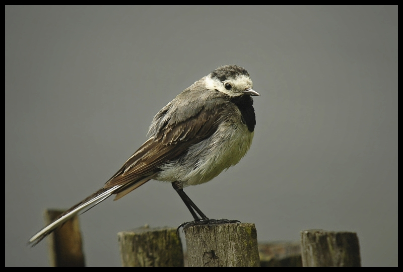  Pliszka siwa Ptaki pliszka ptaki Nikon D200 Sigma APO 100-300mm f/4 HSM Zwierzęta ptak fauna dziób pióro wróbel ptak przysiadujący flycatcher starego świata skrzydło Wróbel dzikiej przyrody