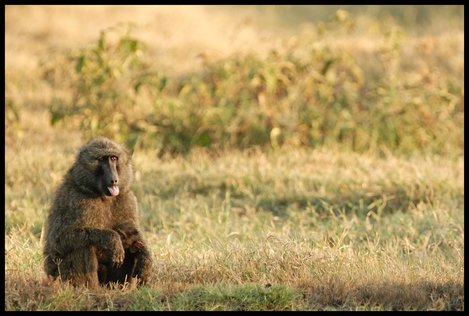  Pawiany Przyroda małpa Nikon D200 Sigma APO 500mm f/4.5 DG/HSM Kenia 0 dzikiej przyrody fauna ssak pustynia ekosystem trawa łąka prymas stary świat małpa sawanna