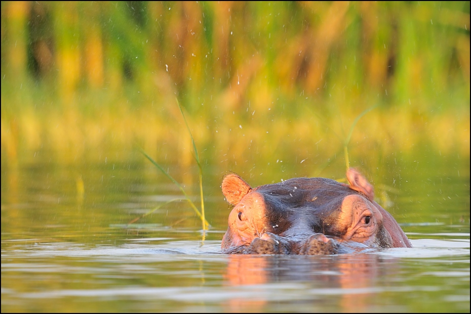  Hipopotam Zwierzęta Nikon D300 Sigma APO 500mm f/4.5 DG/HSM Etiopia 0 dzikiej przyrody woda ssak fauna ekosystem hipopotam Bank trawa pysk organizm
