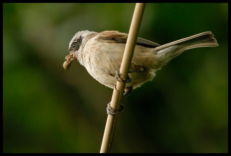  Remiz Ptaki remiz ptaki Nikon D200 Sigma APO 50-500mm f/4-6.3 HSM Zwierzęta ptak dziób fauna dzikiej przyrody wróbel flycatcher starego świata skrzydło słowik Wróbel organizm