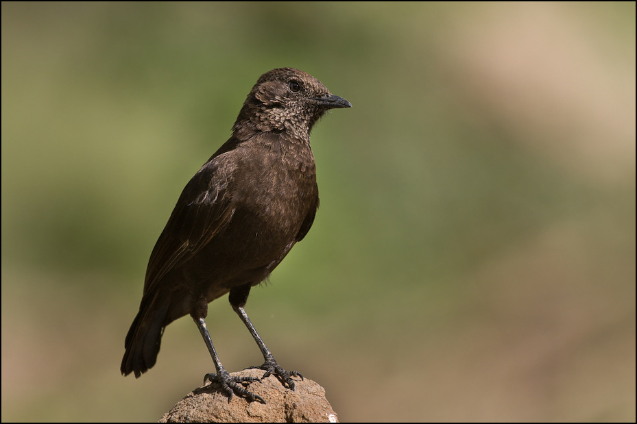  Smolarek epoletkowy Ptaki Nikon D300 Sigma APO 500mm f/4.5 DG/HSM Kenia 0 ptak fauna amerykańska wrona dziób wrona kos dzikiej przyrody Wrona jak ptak organizm pióro