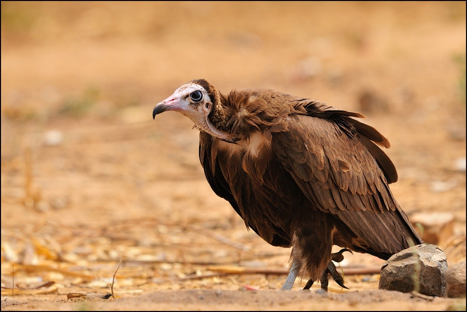  Ścierwnik brunatny Ptaki Nikon D300 Sigma APO 500mm f/4.5 DG/HSM Etiopia 0 ptak drapieżny ptak fauna dziób sęp orzeł dzikiej przyrody accipitriformes ecoregion organizm