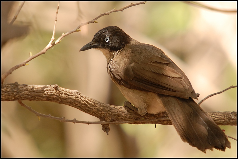  Tymal czarnogłowy Ptaki Nikon D200 Sigma APO 50-500mm f/4-6.3 HSM Senegal 0 ptak fauna dziób bulbul słowik oko dzikiej przyrody flycatcher starego świata gałąź organizm