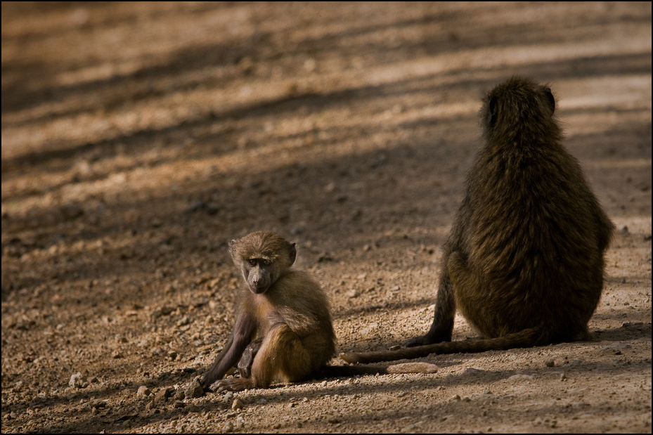  Pawian Zwierzęta Nikon D300 Sigma APO 500mm f/4.5 DG/HSM Kenia 0 fauna ssak dzikiej przyrody prymas makak stary świat małpa organizm pawian