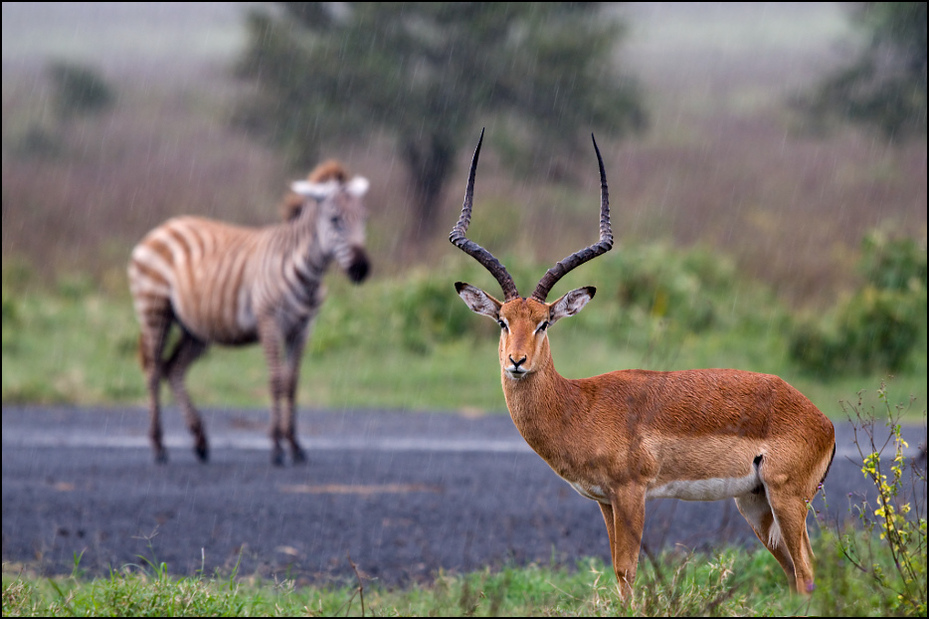  Impala deszczu Zwierzęta Nikon D300 Sigma APO 500mm f/4.5 DG/HSM Kenia 0 dzikiej przyrody zwierzę lądowe fauna antylopa ekosystem impala łąka gazela pustynia róg
