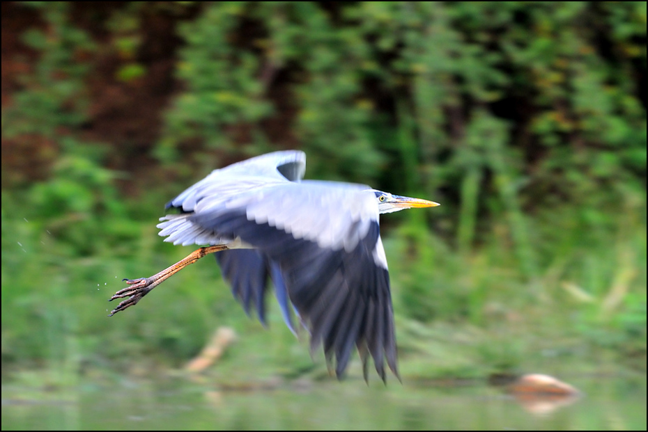  Czapla siwa Ptaki Nikon D300 Sigma APO 500mm f/4.5 DG/HSM Indie 0 ptak ekosystem dziób fauna dzikiej przyrody Ciconiiformes bocian skrzydło