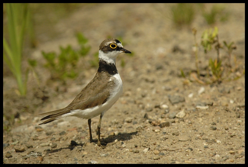  Sieweczka rzeczna Ptaki sieweczka ptaki Nikon D70 Sigma APO 100-300mm f/4 HSM Zwierzęta ptak fauna ekosystem dziób dzikiej przyrody flora ecoregion organizm shorebird skowronek