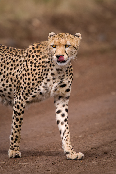  Gepard Zwierzęta Nikon D300 Sigma APO 500mm f/4.5 DG/HSM Kenia 0 gepard dzikiej przyrody zwierzę lądowe fauna ssak wąsy pysk duże koty kot jak ssak organizm