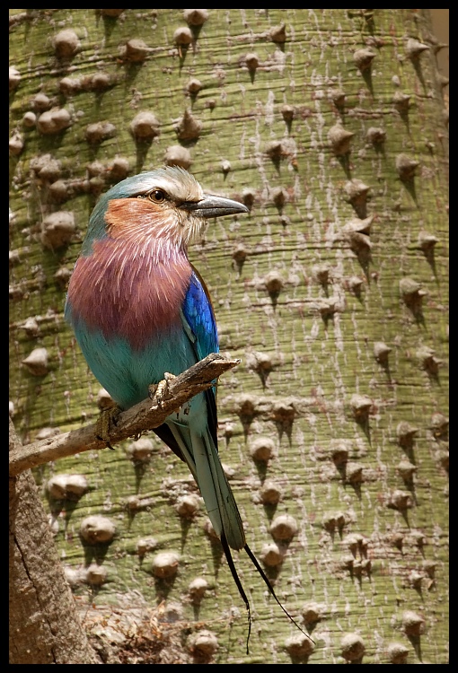  Kraska Ptaki kraska ptaki Nikon D200 Sigma APO 500mm f/4.5 DG/HSM Kenia 0 ptak fauna dziób dzikiej przyrody wałek pióro organizm
