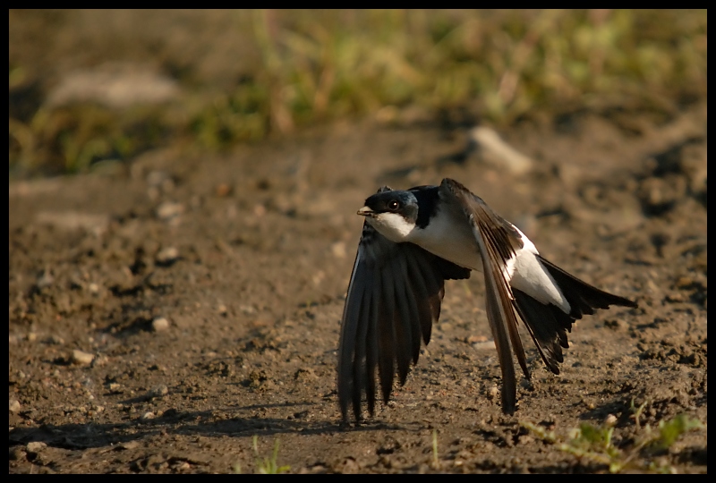  Oknówka Ptaki jaskółka oknówka ptaki Nikon D200 Sigma APO 50-500mm f/4-6.3 HSM Zwierzęta ptak fauna dziób dzikiej przyrody skrzydło organizm ecoregion