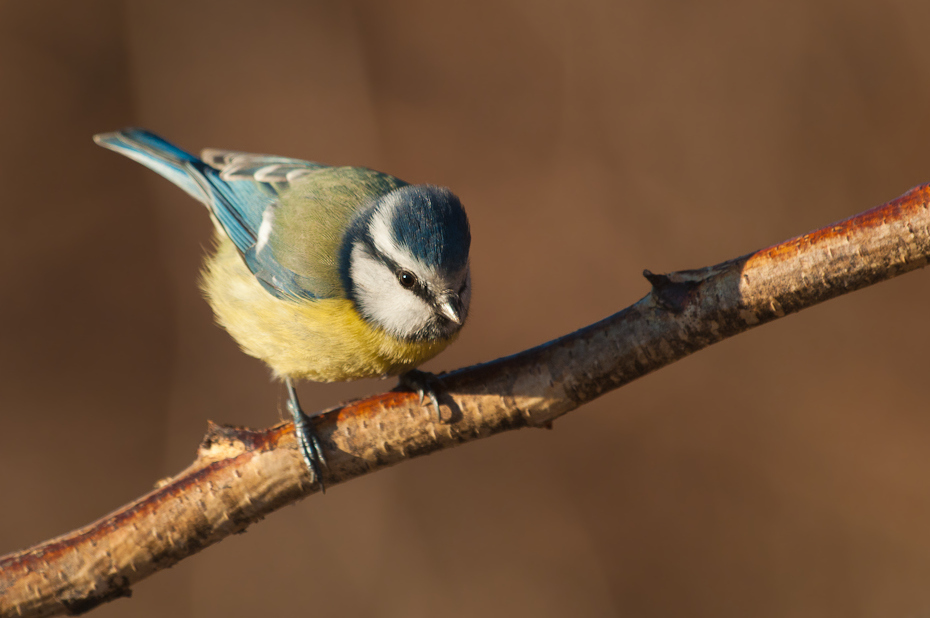  Modraszka Ptaki Nikon D300 Sigma APO 500mm f/4.5 DG/HSM Zwierzęta ptak dziób fauna dzikiej przyrody pióro chickadee ptak przysiadujący organizm skrzydło ptak śpiewający