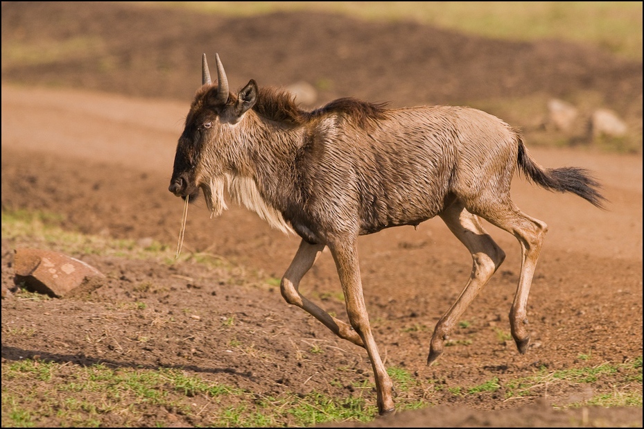 Antylopa Gnu Zwierzęta Nikon D300 Sigma APO 500mm f/4.5 DG/HSM Kenia 0 dzikiej przyrody fauna róg zwierzę lądowe gnu bydło takie jak ssak pastwisko stado kozy ecoregion