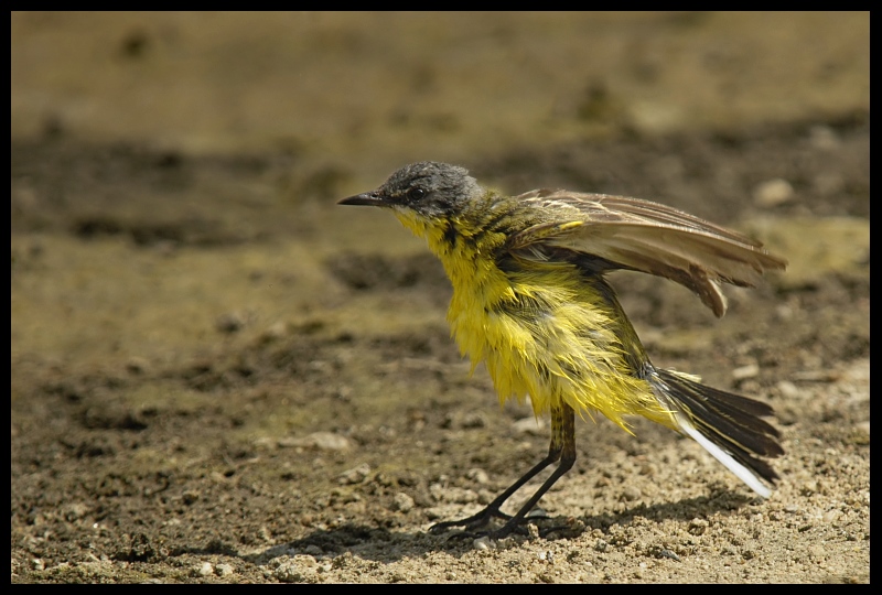  Pliszka żółta Ptaki pliszka cytrynowa ptak Nikon D70 Sigma APO 100-300mm f/4 HSM Zwierzęta fauna dziób dzikiej przyrody flycatcher starego świata zięba pióro organizm skrzydło skowronek
