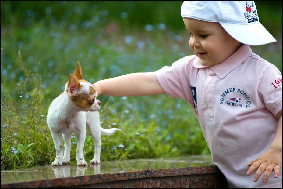  Zabawa parku Ukraina, Odessa 0 Nikon D300 Zoom-Nikkor 80-200mm f/2.8D kot ssak kręgowiec małe i średnie koty trawa kot jak ssak dziecko grać