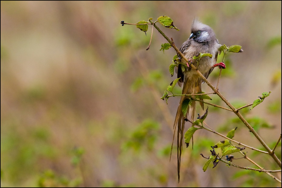  Czepiga rudawa Ptaki Nikon D300 Sigma APO 500mm f/4.5 DG/HSM Kenia 0 ptak fauna dzikiej przyrody ekosystem dziób gałąź flora liść Gałązka wróbel