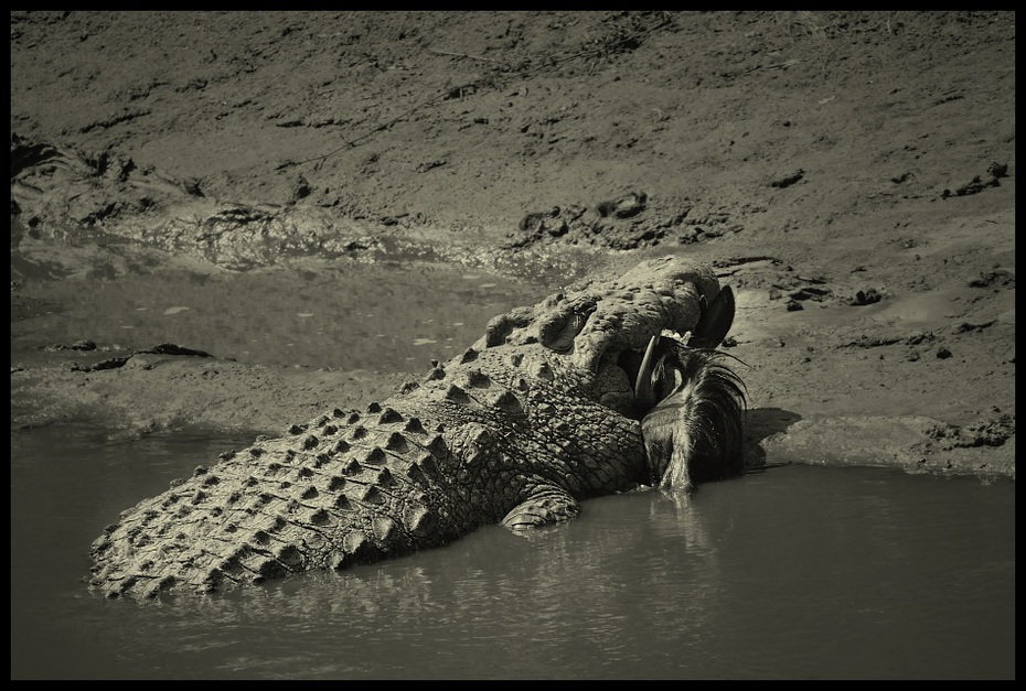  Krokodyl Gnu Przyroda croco gnu Nikon D200 Sigma APO 500mm f/4.5 DG/HSM Kenia 0 Crocodilia woda czarny i biały krokodyl fauna fotografia monochromatyczna fotografia aligator dzikiej przyrody monochromia