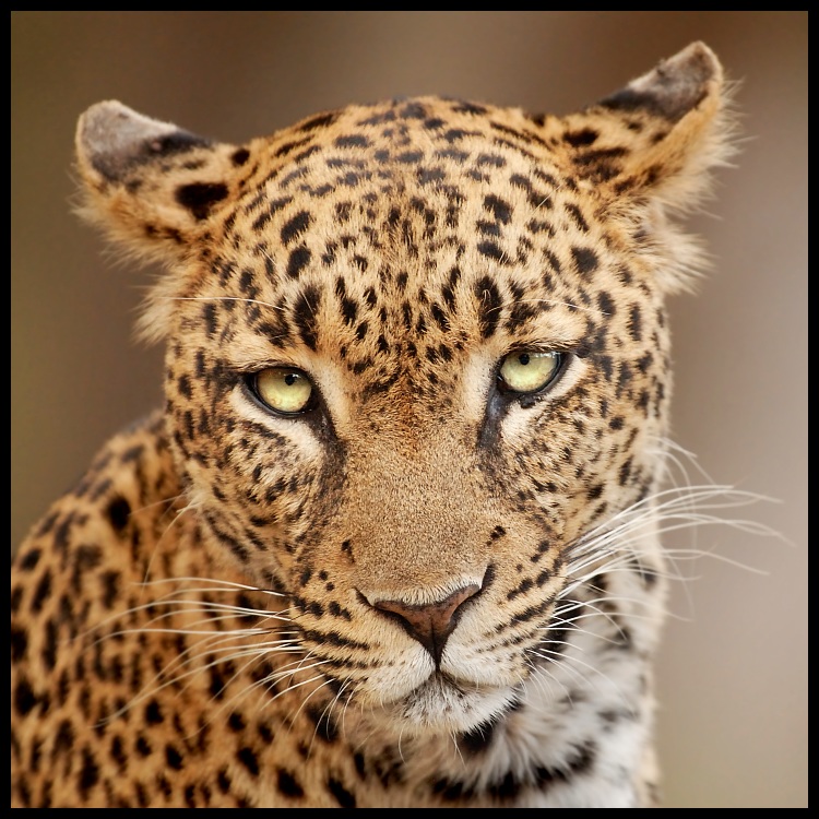  Lampart #10 Przyroda lampart ssaki kenia samburu Nikon D200 Sigma APO 500mm f/4.5 DG/HSM Kenia 0 dzikiej przyrody zwierzę lądowe gepard wąsy ssak jaguar fauna pysk duże koty