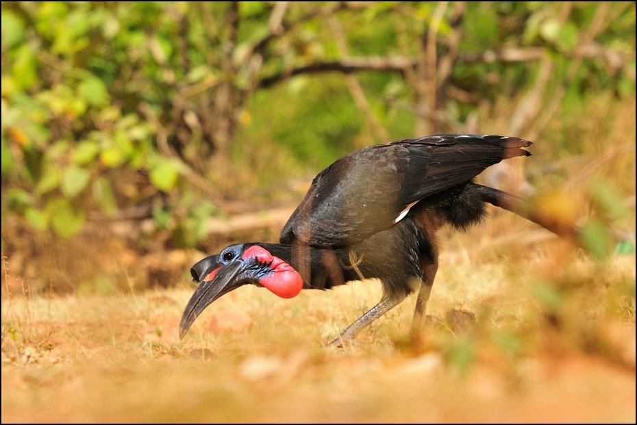  Dzioboróg abisynski Ptaki Nikon D300 Sigma APO 500mm f/4.5 DG/HSM Etiopia 0 ptak fauna dziób dzikiej przyrody organizm