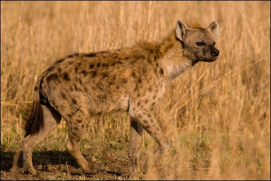  Hiena Zwierzęta Nikon D300 Sigma APO 500mm f/4.5 DG/HSM Kenia 0 hiena dzikiej przyrody zwierzę lądowe fauna ssak pustynia łąka organizm sawanna carnivoran
