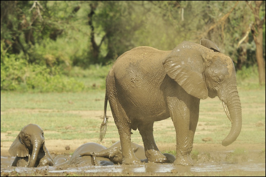  Młode słonie Zwierzęta słoń, słonie, slonie, Tanzania Nikon D300 Sigma APO 500mm f/4.5 DG/HSM 0 słoń słonie i mamuty dzikiej przyrody zwierzę lądowe słoń indyjski ssak fauna Słoń afrykański kieł safari