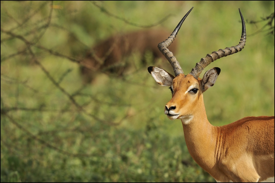  Impala Zwierzęta Nikon D300 Sigma APO 500mm f/4.5 DG/HSM Tanzania 0 dzikiej przyrody fauna antylopa ssak zwierzę lądowe impala gazela waterbuck łąka trawa