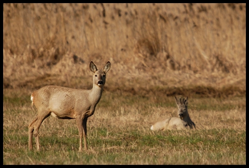  Sarny Inne sarny ssaki zwierzęta Nikon D200 Sigma APO 50-500mm f/4-6.3 HSM Zwierzęta dzikiej przyrody łąka fauna jeleń ekosystem ssak zwierzę lądowe pustynia preria antylopa