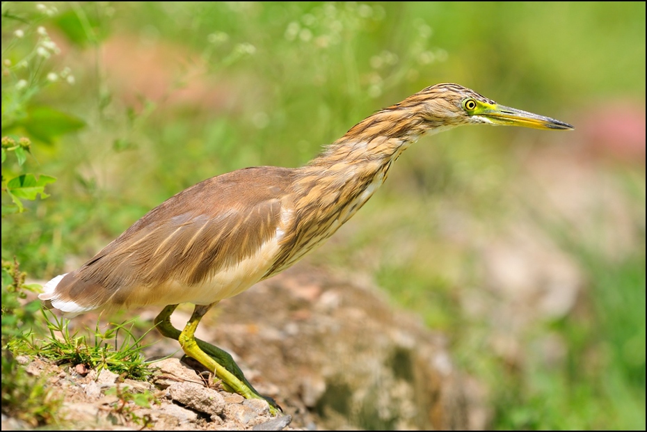  Czapla siodłata Ptaki Nikon D300 Sigma APO 500mm f/4.5 DG/HSM Indie 0 ptak ekosystem fauna dziób dzikiej przyrody zielona czapla czapla organizm pelecaniformes