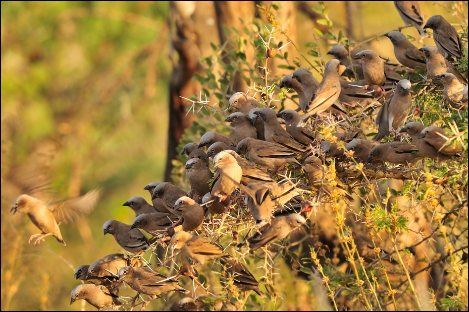  Gromadnik siwogłowy Ptaki Nikon D300 Sigma APO 500mm f/4.5 DG/HSM Etiopia 0 dzikiej przyrody fauna trawa organizm
