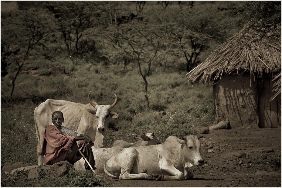  Wioska Njemps Ludzie Nikon D300 AF-S Nikkor 70-200mm f/2.8G Kenia 0 dzikiej przyrody bydło takie jak ssak fauna stado drzewo obszar wiejski czarny i biały wół róg żywy inwentarz