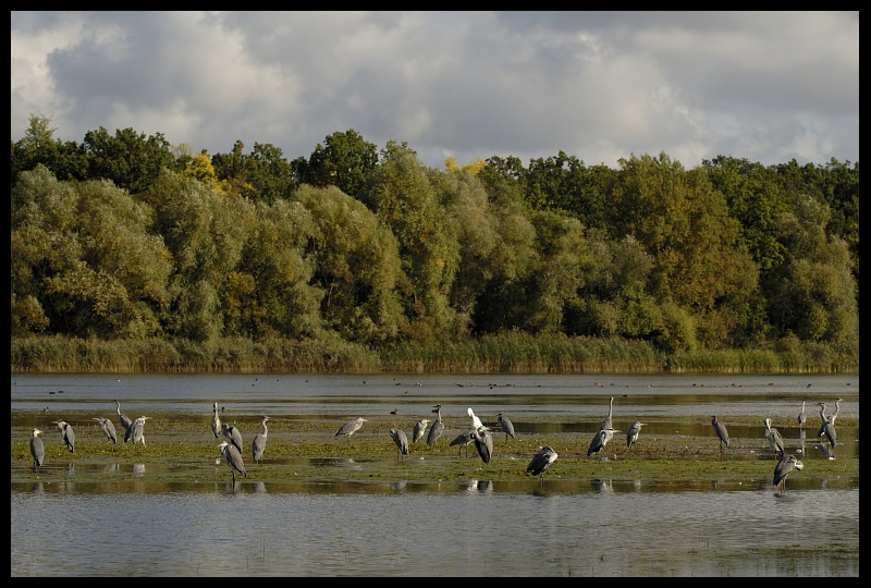  Stawy milickie 100mm Ptaki czapla siwa biała ptaki stawy Nikon D70 Sigma APO 100-300mm f/4 HSM Zwierzęta woda odbicie Natura niebo rzeka mokradło arteria wodna Bank rezerwat przyrody drzewo