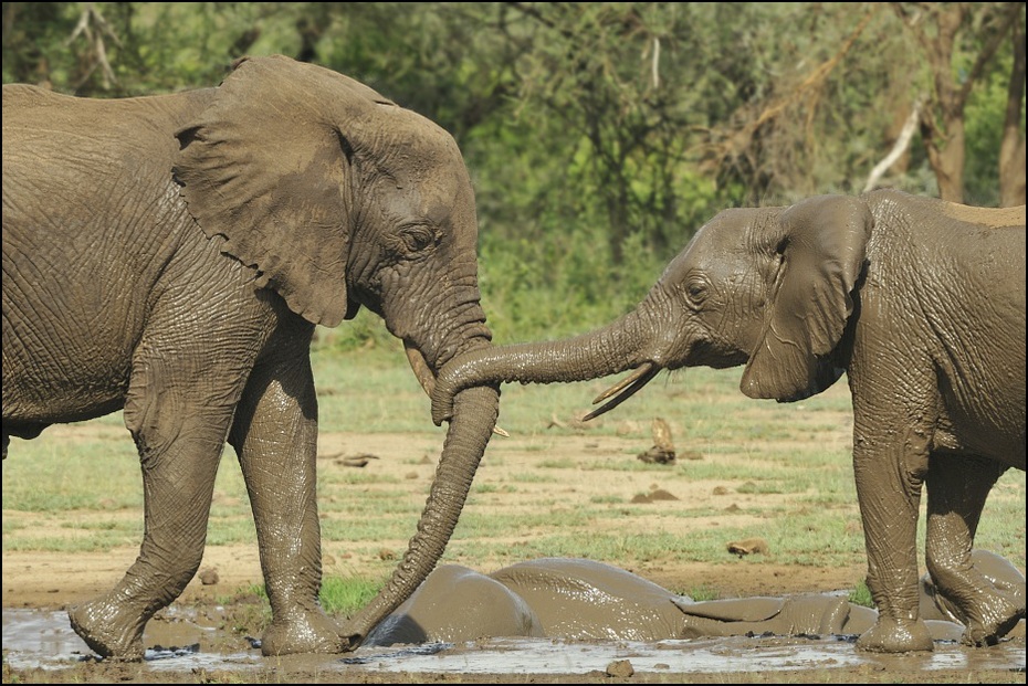  Słonie Zwierzęta Nikon D300 Sigma APO 500mm f/4.5 DG/HSM Tanzania 0 słoń słonie i mamuty dzikiej przyrody zwierzę lądowe słoń indyjski ssak fauna Słoń afrykański kieł safari