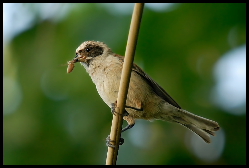  Remiz Ptaki remiz ptaki Nikon D200 Sigma APO 50-500mm f/4-6.3 HSM Zwierzęta ptak dziób fauna dzikiej przyrody Wróbel słowik wróbel flycatcher starego świata ptak przysiadujący Emberizidae