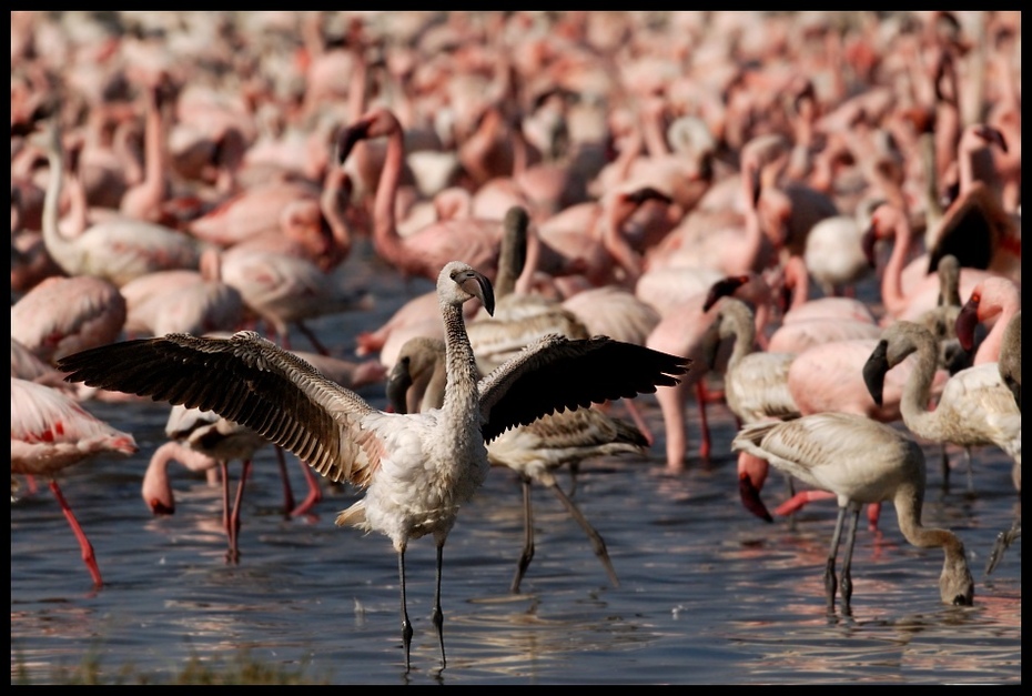  Flamingi Ptaki flamingi, ptaki Nikon D200 Sigma APO 500mm f/4.5 DG/HSM Kenia 0 ptak flaming wodny ptak woda dziób dzikiej przyrody Ciconiiformes