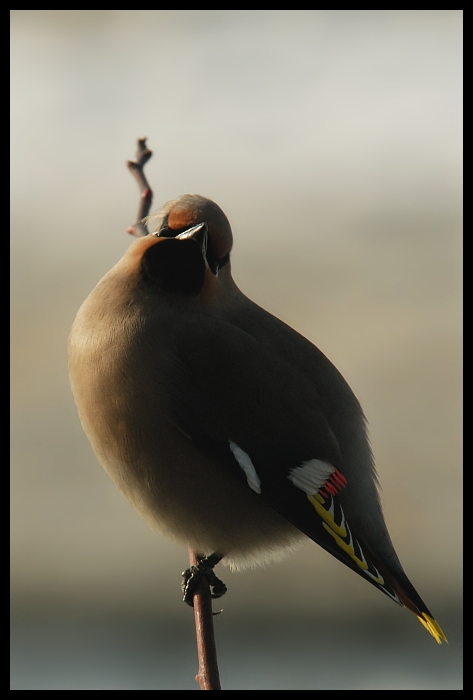 Jemiołuszka #14 Ptaki jemiołuszka ptaki Nikon D200 Sigma APO 100-300mm f/4 HSM Zwierzęta ptak dziób fauna pióro dzikiej przyrody skrzydło