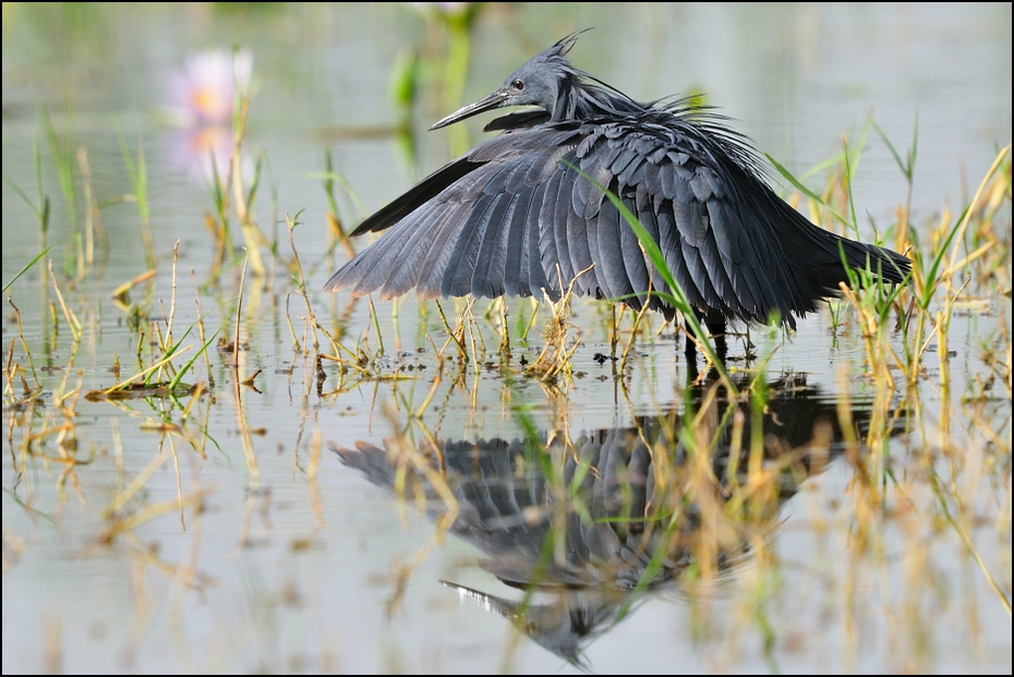  Czapla czarna Ptaki Nikon D300 Sigma APO 500mm f/4.5 DG/HSM Etiopia 0 ptak woda dzikiej przyrody fauna dziób mokradło