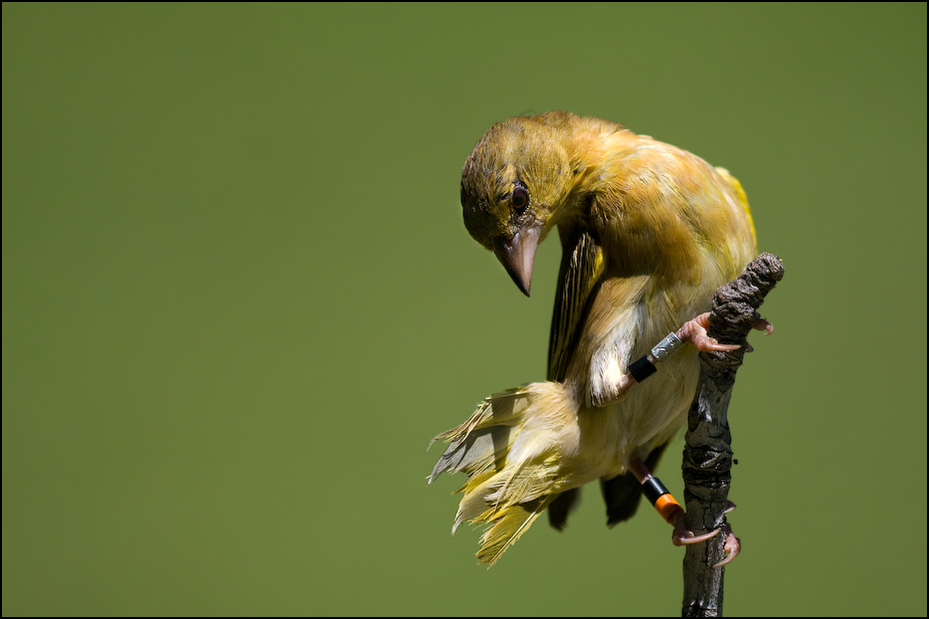  Wikłacz jeziorowy Ptaki Nikon D300 Sigma APO 500mm f/4.5 DG/HSM Kenia 0 ptak fauna dziób dzikiej przyrody organizm