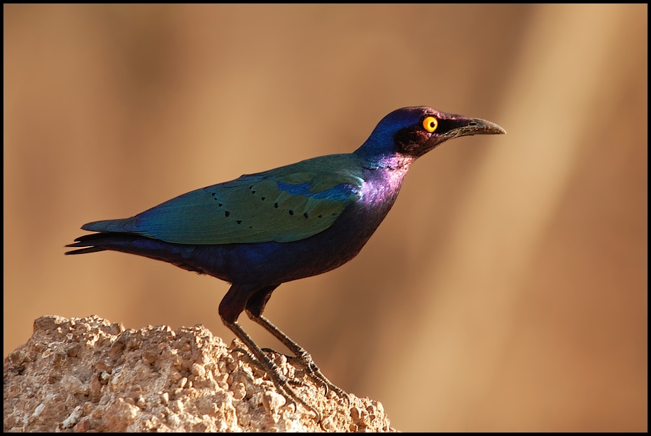  Błyszczak purpurowy Ptaki Nikon D200 Sigma APO 50-500mm f/4-6.3 HSM Senegal 0 ptak dziób fauna dzikiej przyrody pióro organizm skrzydło szpak ptak przysiadujący