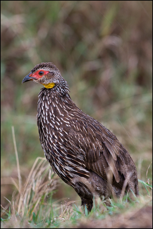  Frankolin żółtogardły Ptaki Nikon D300 Sigma APO 500mm f/4.5 DG/HSM Kenia 0 ptak dziób fauna galliformes dzikiej przyrody pardwa pióro zwierzę lądowe