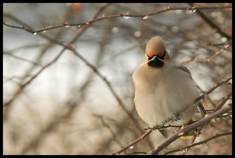  Jemiołuszka Moje jemiołuszka ptaki Nikon D200 Sigma APO 100-300mm f/4 HSM ptak dziób fauna gałąź dzikiej przyrody Gałązka zięba ranek pióro drzewo