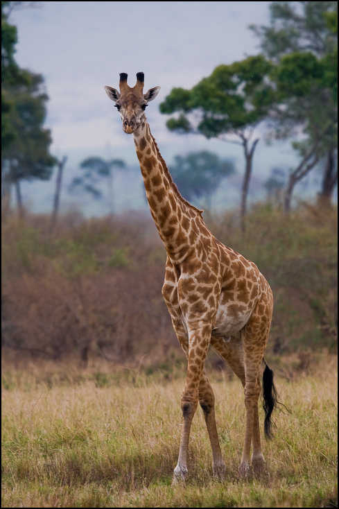  Żyrafa Zwierzęta Nikon D300 Sigma APO 500mm f/4.5 DG/HSM Kenia 0 żyrafa zwierzę lądowe dzikiej przyrody żyrafy łąka fauna ekosystem pustynia sawanna Park Narodowy